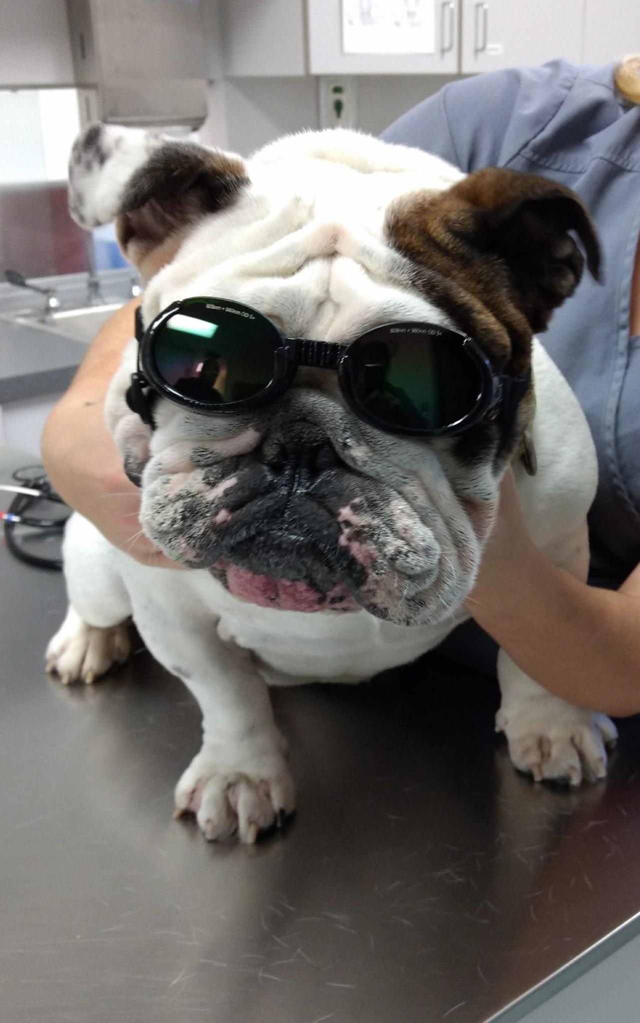 bulldog visiting vet center for laser surgery