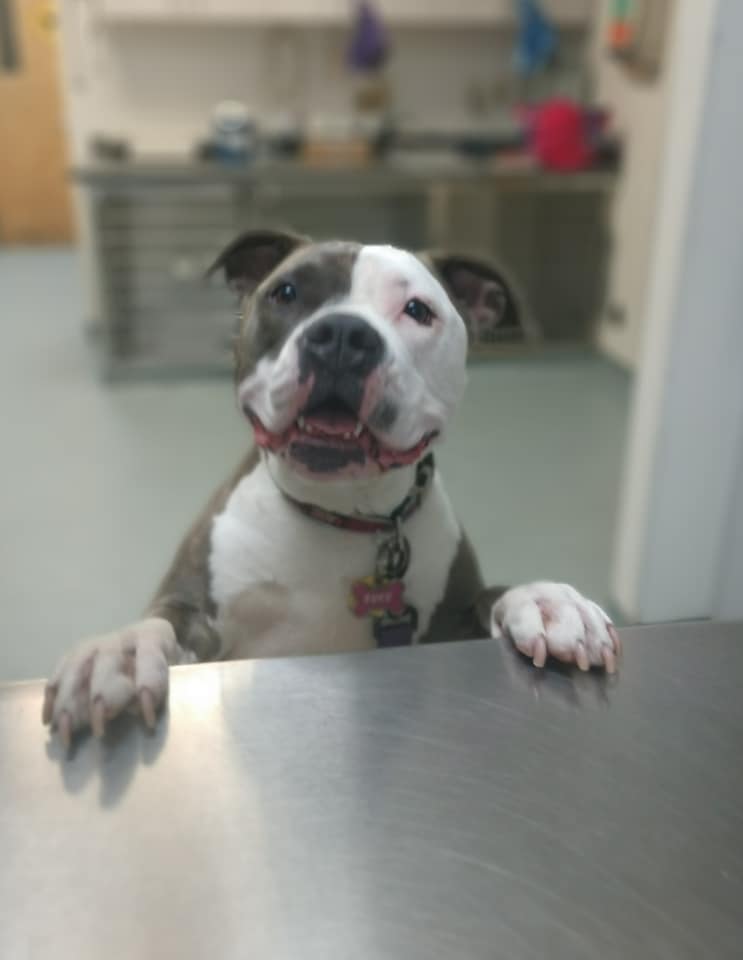 pitbull mix visiting vet center