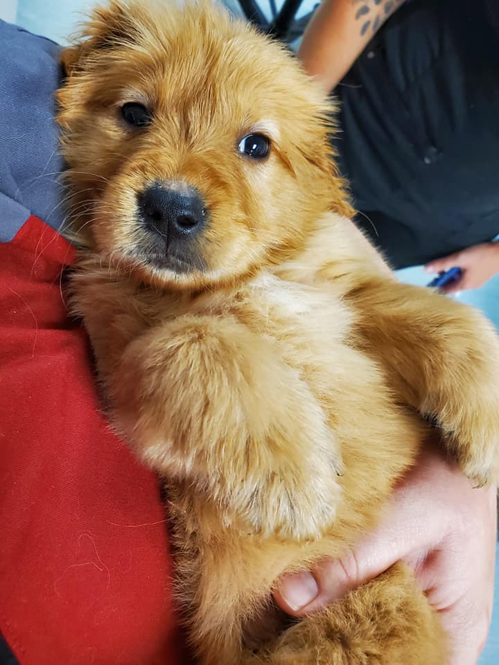 brown puppy visiting vet center