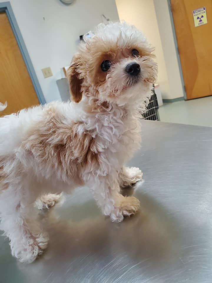 fluffy white and brown pattern dog visiting vet center