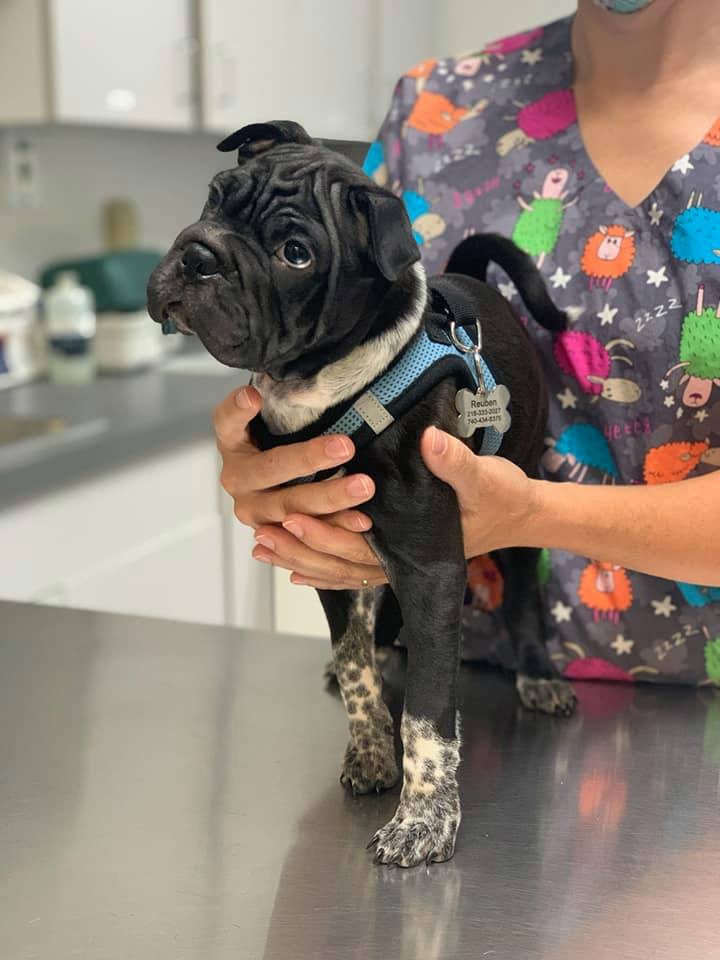 black and white puppy at the vet standing