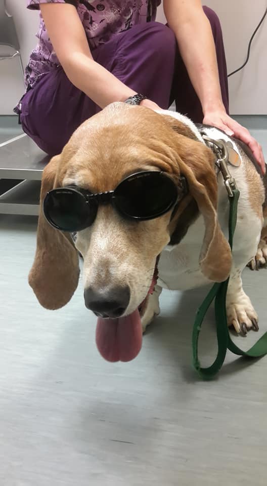 beagle dog visiting vet center for laser surgery