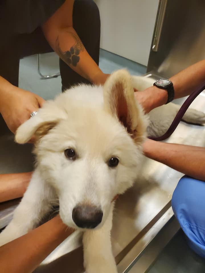 dog getting checked up at the vet