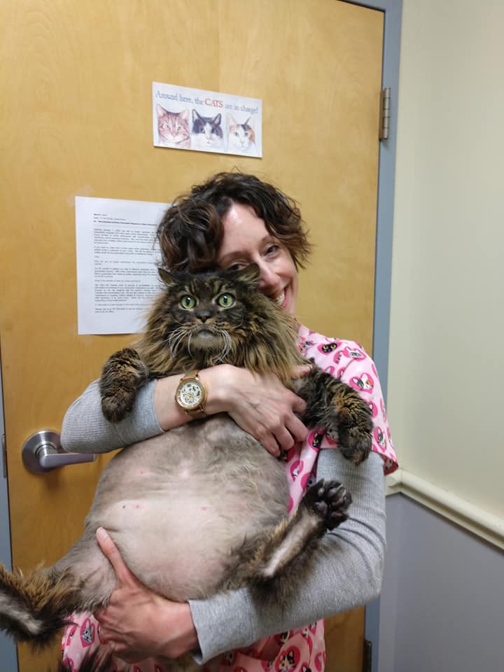cat with vet visiting vet center