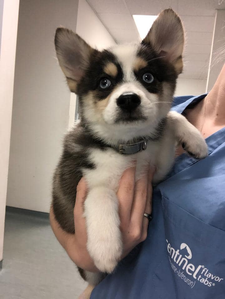 husky puppy with vet visiting vet center