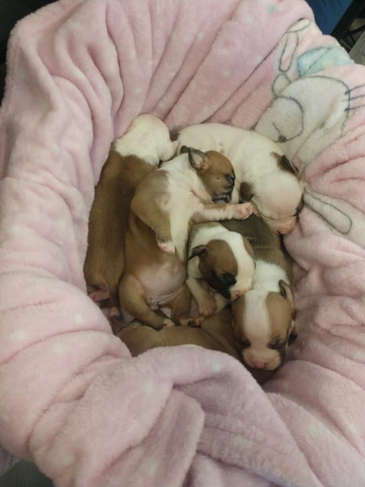 litter of puppies sleeping