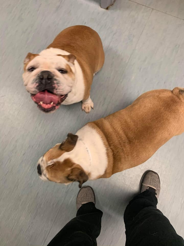 2 bulldogs visiting vet center
